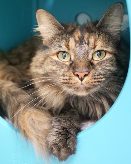 Learn More About Zoey (at Smitten Kitten) Photo of Zoey (at Smitten Kitten)