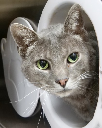 Photo of Bilbo