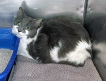 View Cal (bonded To Tatum)(at Smitten Kitten) the Cat Photo #1