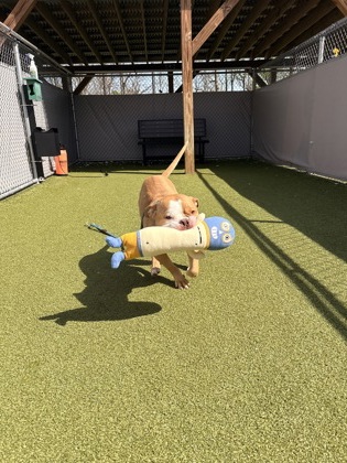 View Thomas (in Foster) the Dog Photo #2