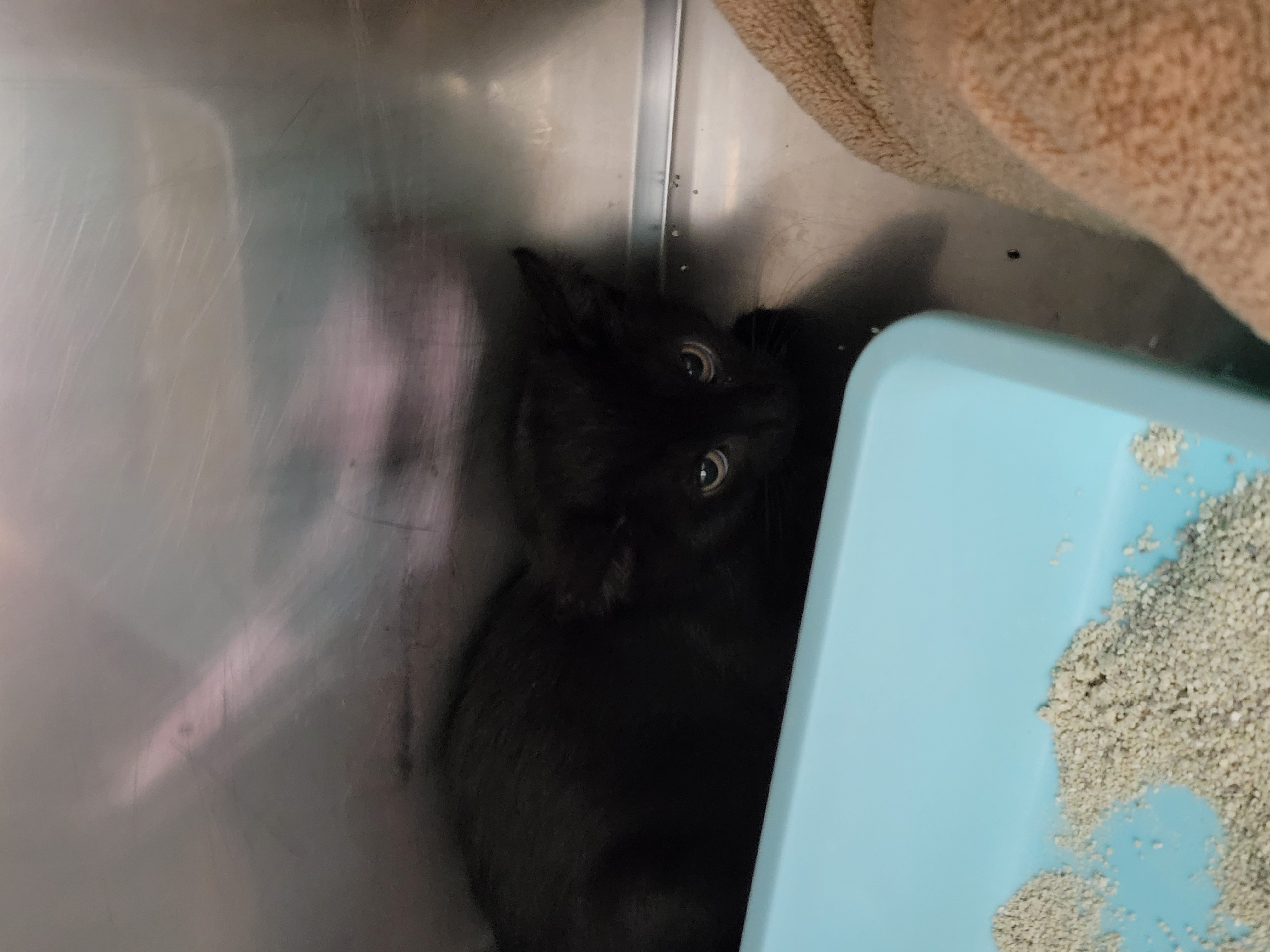 Help Rehome This Cat Cat