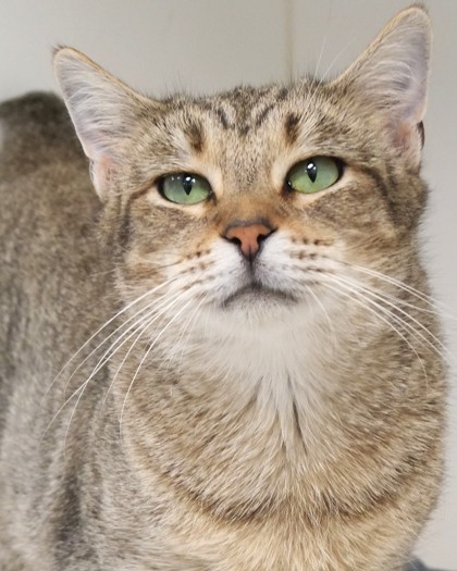 ANDI - Domestic Shorthair / Mix available for adoption
