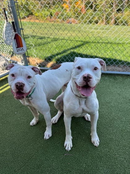 BEAR (BONDED TO TYSON) - American Bulldog / Mix available for adoption