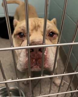 Help Rehome This Dog Dog