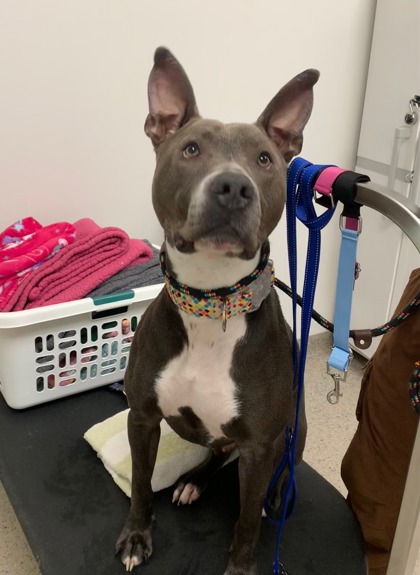 View Bo the Dog Photo #1