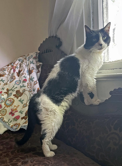 View Lil (in Foster) the Cat Photo #3
