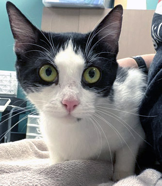 View Millie Bobby Brown the Cat Photo #2