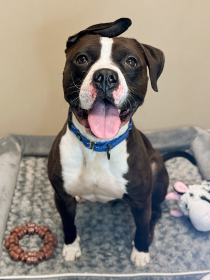 View Reed the Dog Photo #1