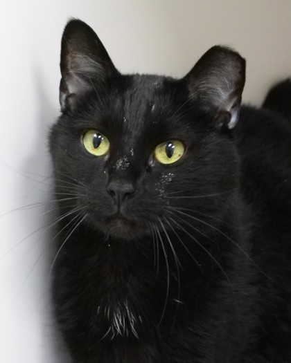 Learn More About Midnight Photo of Midnight