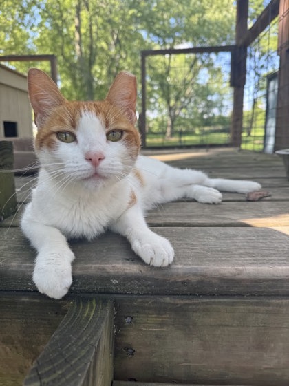 Have You Seen Mavis? Cat