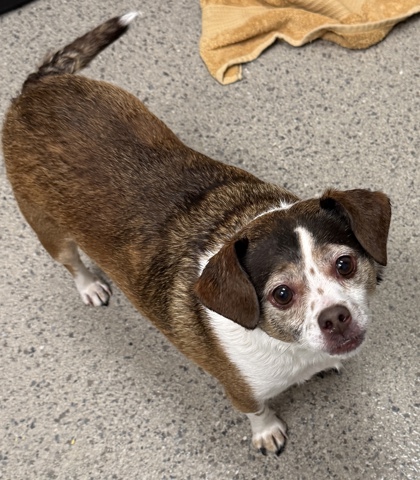 View Dexter (bonded To Sadie) the Dog Photo #1