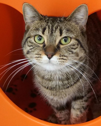 Beanie (at Smitten Kitten)
