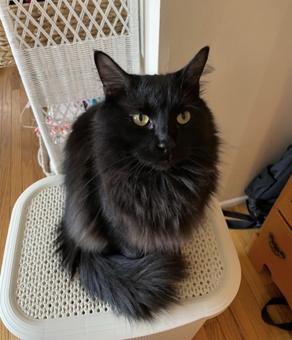 Have You Seen Goose? Cat