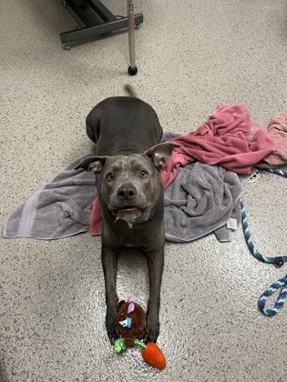 View Trudy Judy the Dog Photo #1