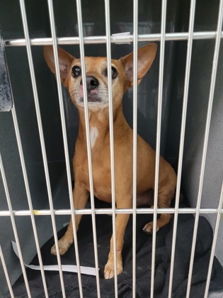 Help Rehome This Dog Dog