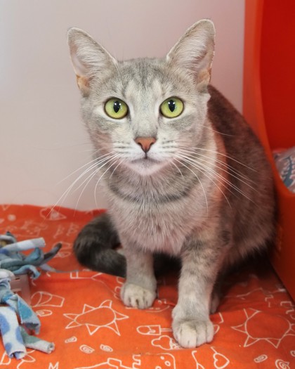 View Super Nova (at Smitten Kitten) the Cat Photo #1