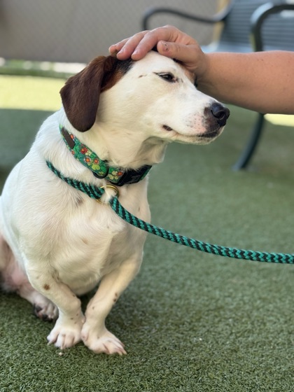 View Shiloh the Dog Photo #1