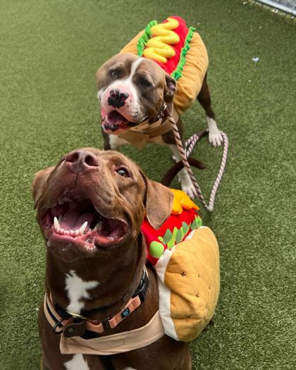 Photo of Kane (bonded with Chase)