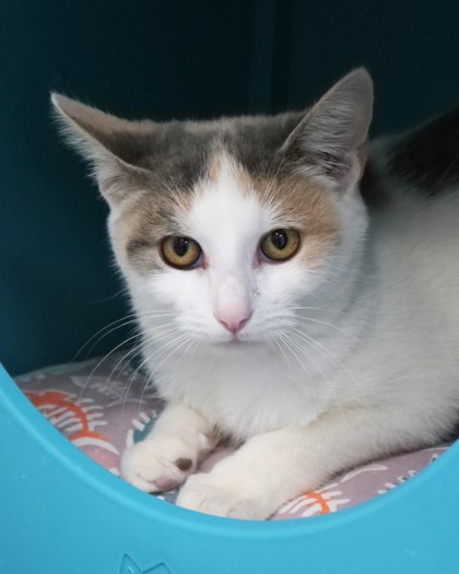 View Opal Jewel the Cat Photo #1