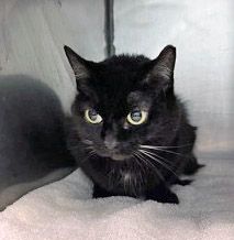 View Jett (at Smitten Kitten) the Cat Photo #2