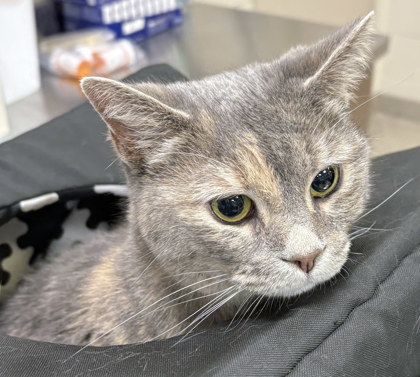 View Luna Grace the Cat Photo #1