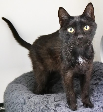 View Peppercorn (in Foster) the Cat Photo #2