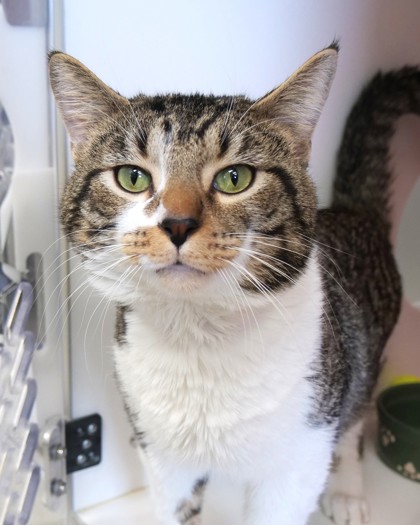 Learn More About Charli