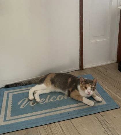 Have You Seen Beignet? Cat