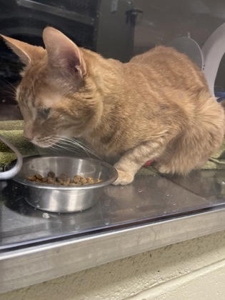 View Kastiel the Cat Photo #2