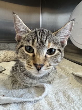 View Nilla the Cat Photo #2