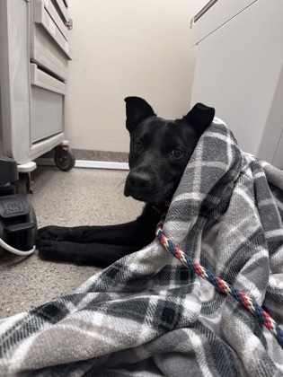 TRIP - Mixed Breed, Medium (up to 44 lbs fully grown) / Mix available for adoption