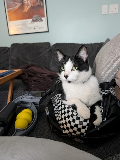 Cat