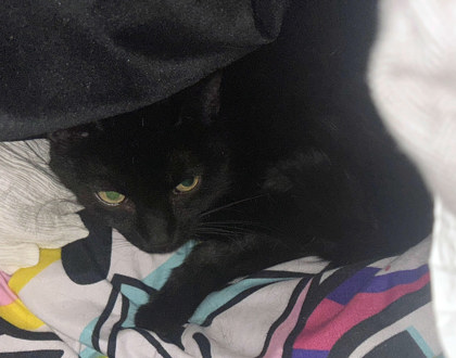 Learn More About Malachi (bonded To Boogie) In Foster Photo of Malachi (Bonded to Boogie) In Foster