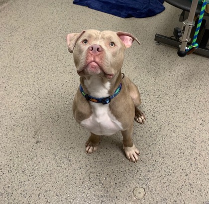 View Bunny the Dog Photo #1