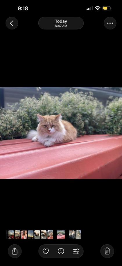 View Pickle the Cat Photo #3
