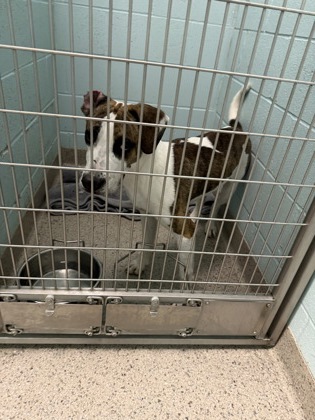 View Quack the Dog Photo #1