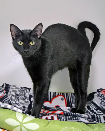 View Oona (at Smitten Kitten) the Cat Photo #1