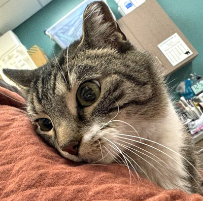 Learn More About Socks