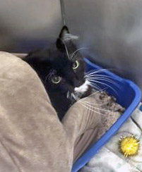 View Binx (Bonded To Rosemary)(in Foster) the Cat Photo #1