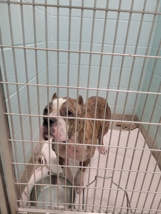 View Pumba the Dog Photo #1