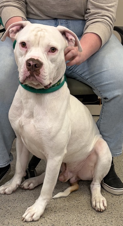 TYSON (BONDED TO BEAR) - Pit Bull Terrier / Mix available for adoption