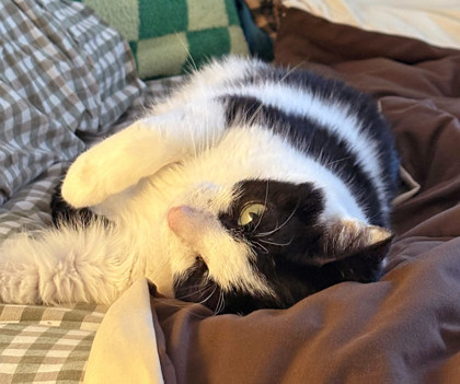 View Molly (in Foster) the Cat Photo #2