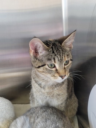 View Nilla the Cat Photo #1