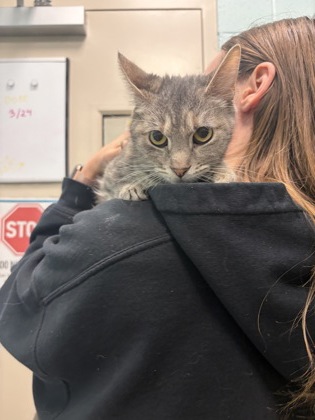 View Chickpea the Cat Photo #2