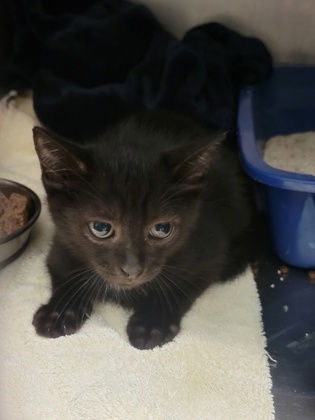 Help Rehome This Cat Cat