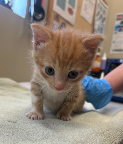 Learn More About Squeaker Squeaker