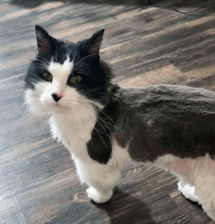 View Snoop (in Foster) the Cat Photo #1