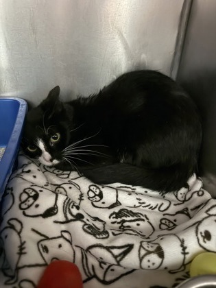 View Gusher (in Foster) the Cat Photo #1