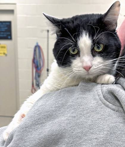 View Kodak the Cat Photo #1