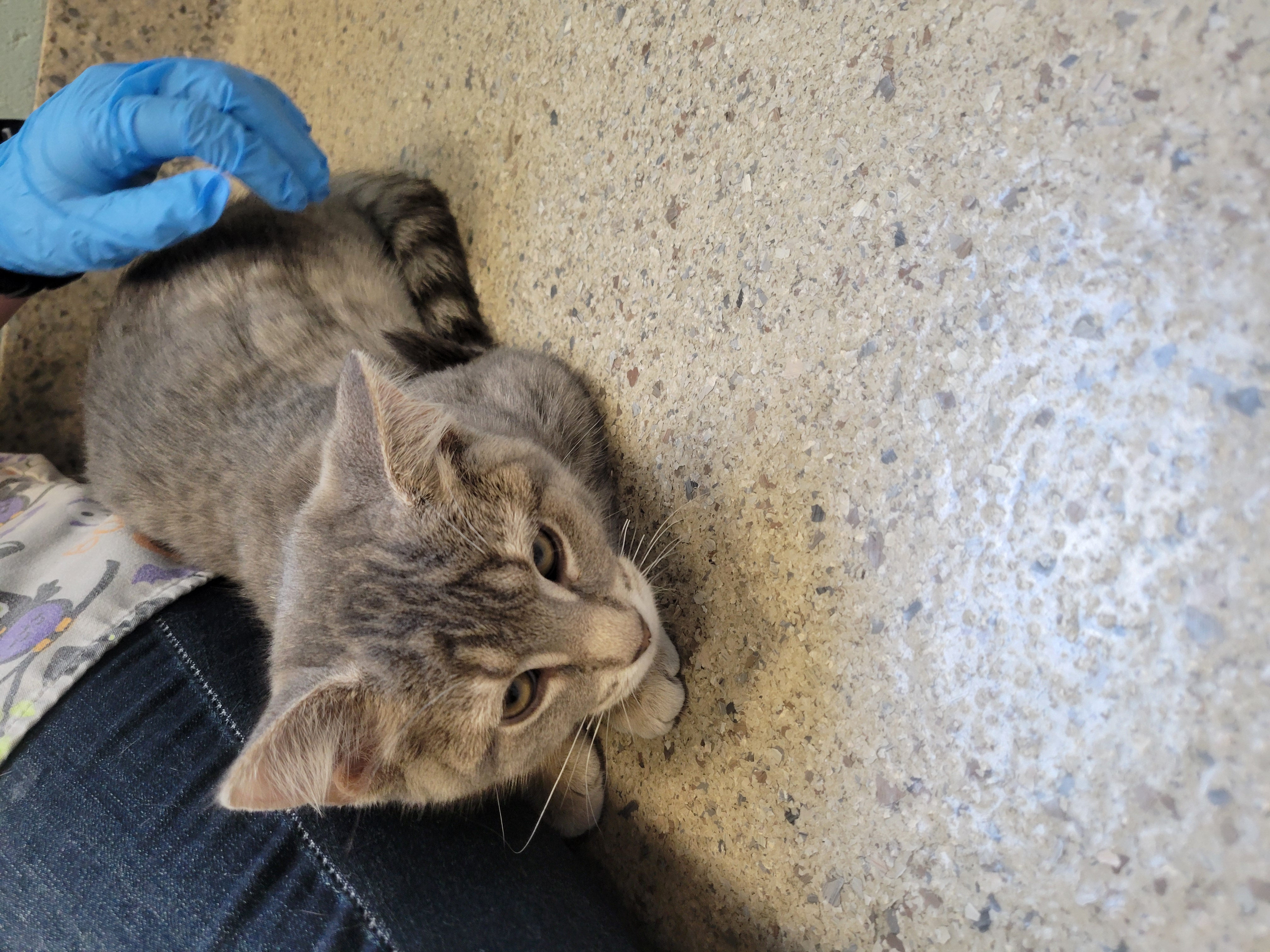 View Baguette the Cat Photo #1